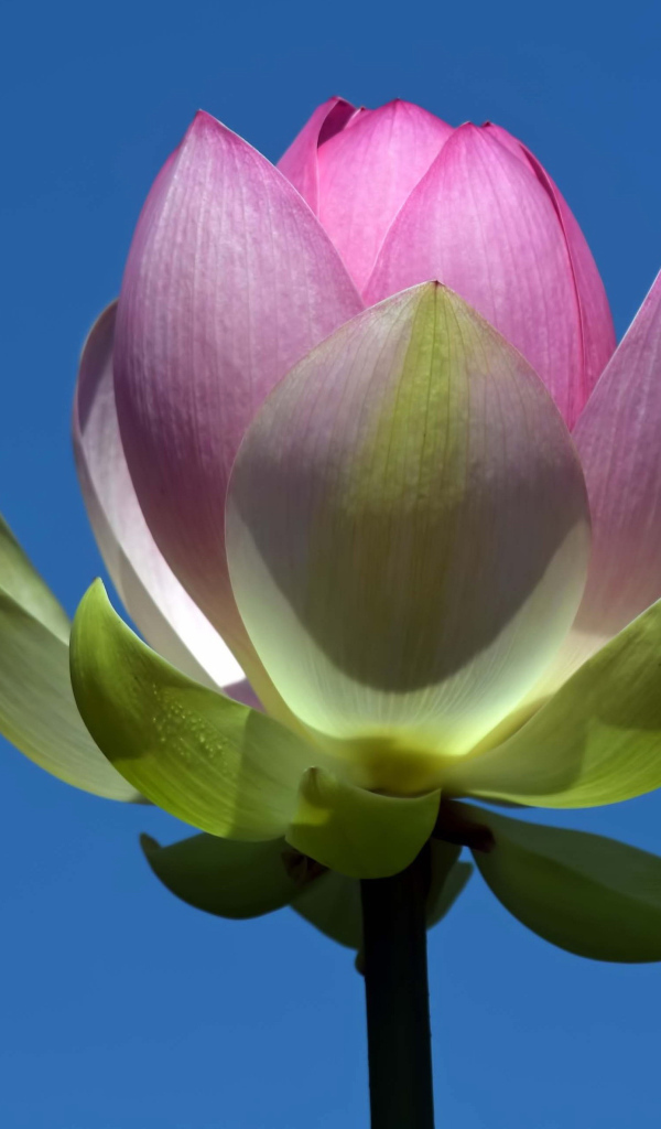 Распускающийся розовый цветок лотоса на фоне голубого неба 