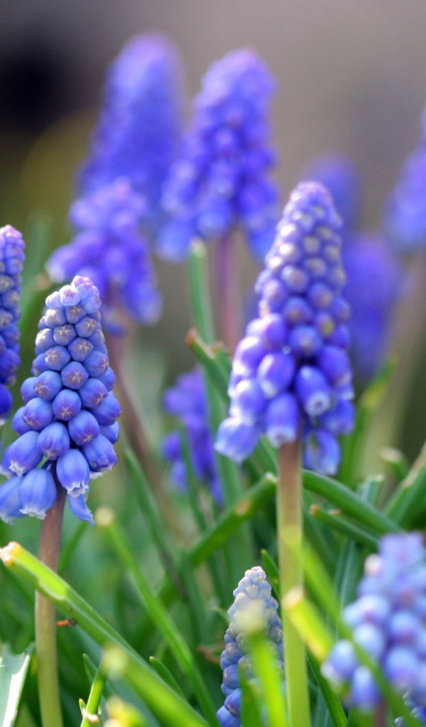Синие цветы мускари в лучах солнца 