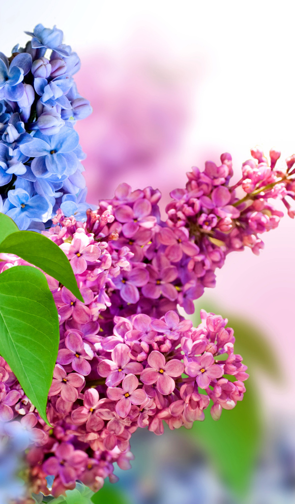 Синие и розовые цветы сирени на белом фоне