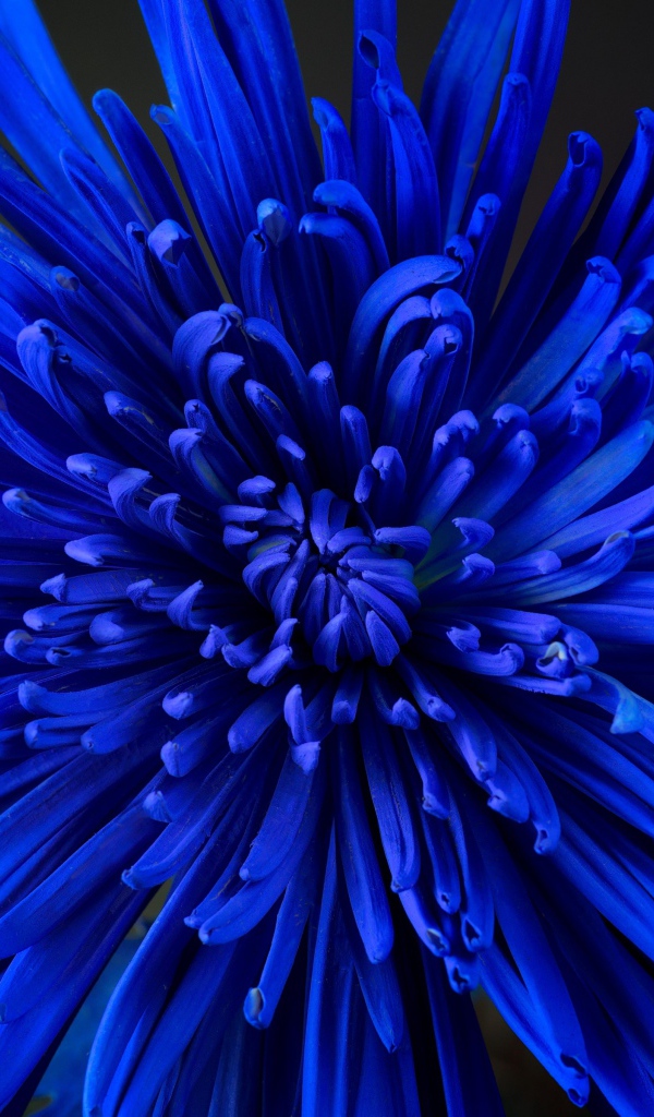 Синий цветок астры крупным планом