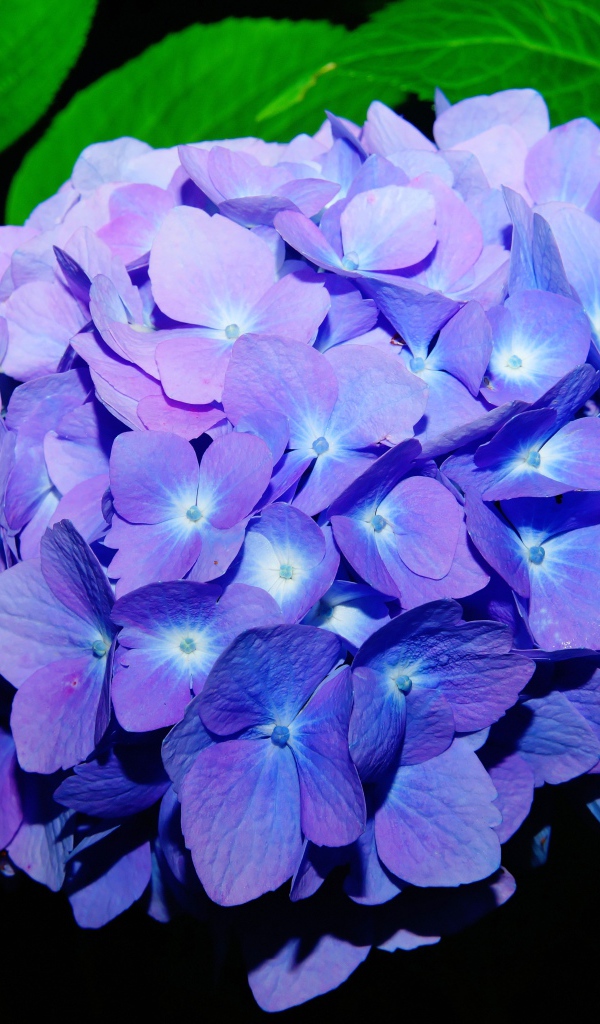 Синие красивые цветы гортензии в зеленых листьях 