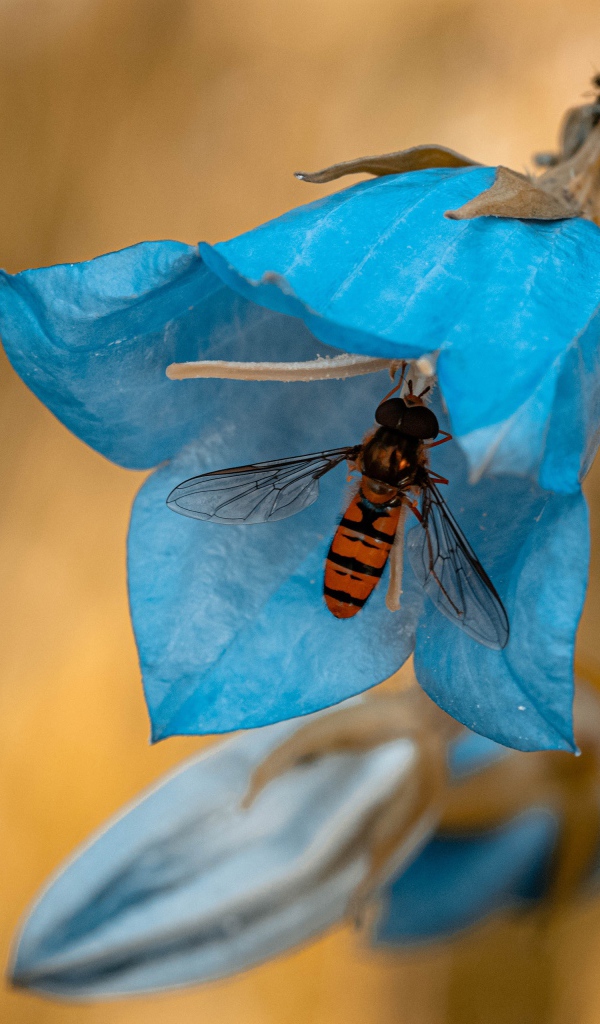 Голубой цветок колокольчика с насекомым крупным планом 