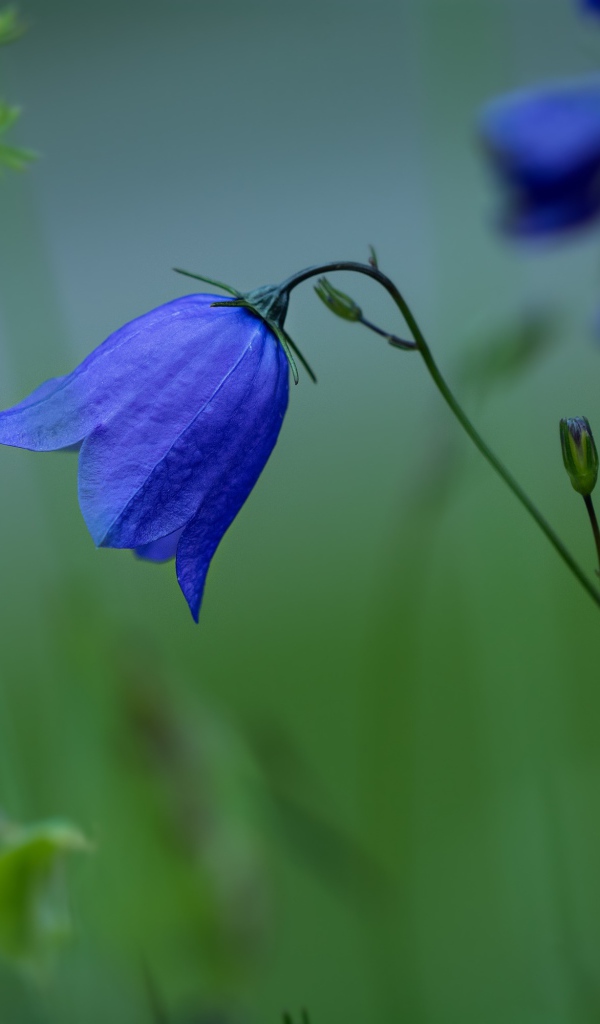 Синие цветы колокольчика крупным планом