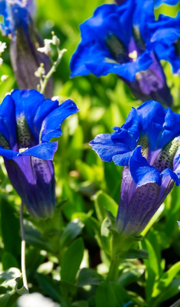 Синие цветы горечавка на клумбе 