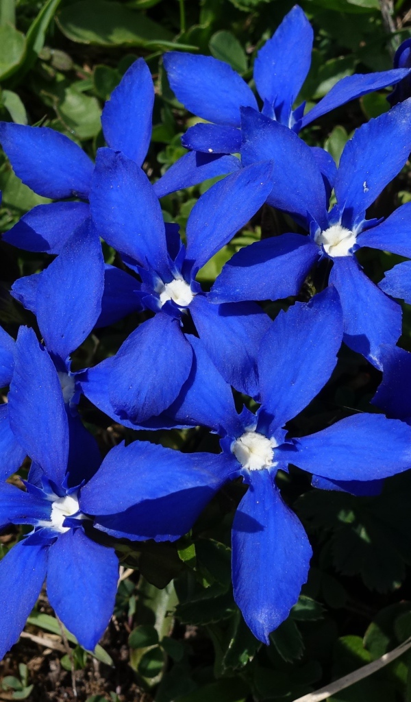 Синие цветы в лучах солнца на клумбе 