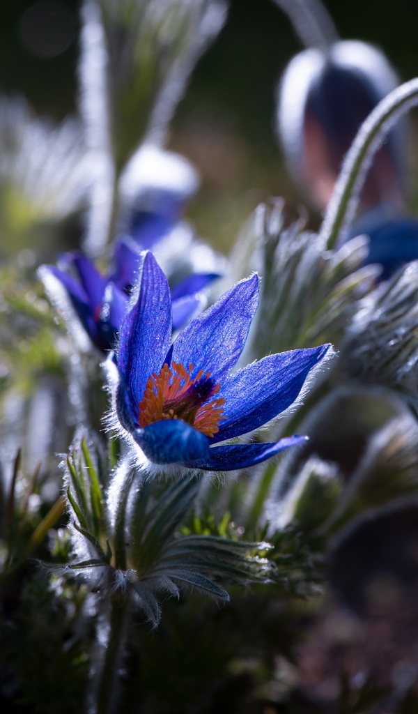 Синие цветы прострел с бутонами в лучах солнца