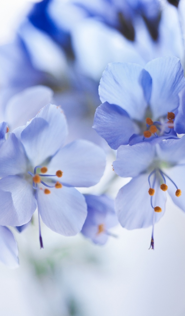 Синие цветы на ветке крупным планом