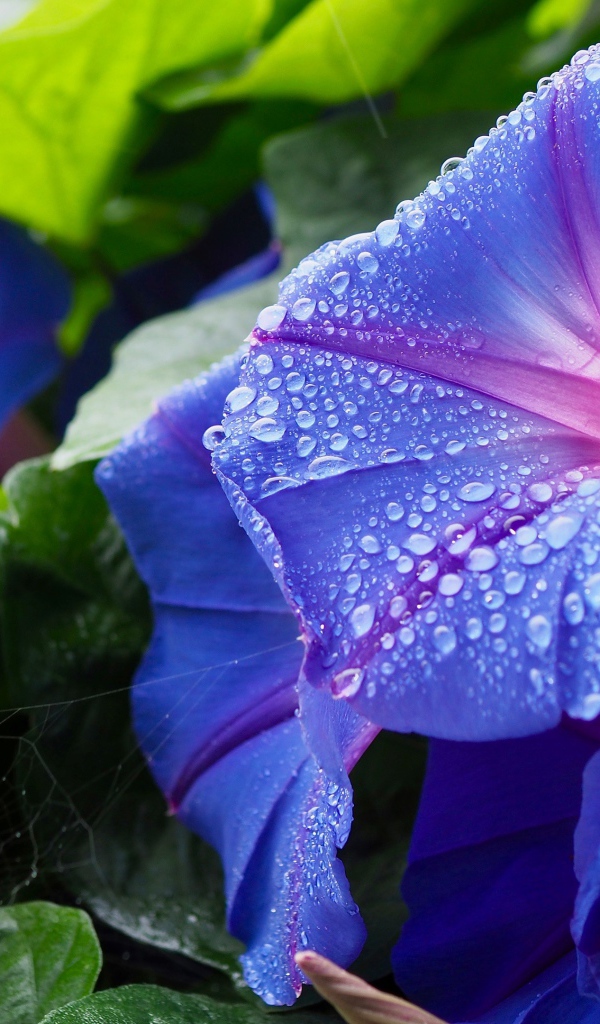 Синие цветы калачики с каплями росы на лепестках