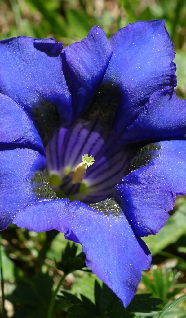 Синий цветок горечавка в зеленой траве 