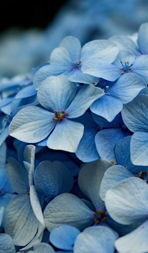 Голубые цветы гортензии крупным планом