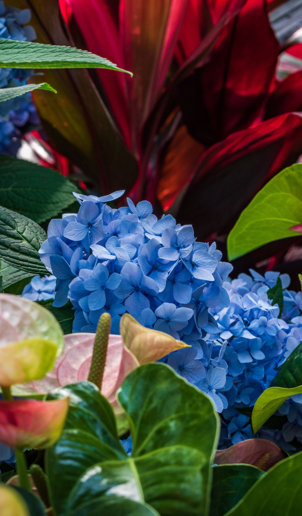Голубые цветы гортензии с цветами антуриум на клумбе 