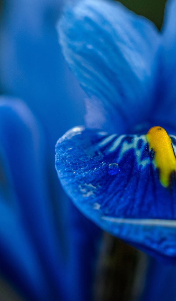 Синий цветок ириса крупным планом