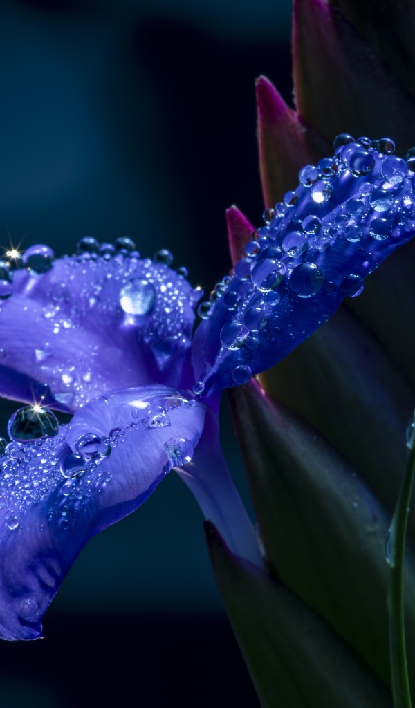 Синий цветок ириса в каплях росы 