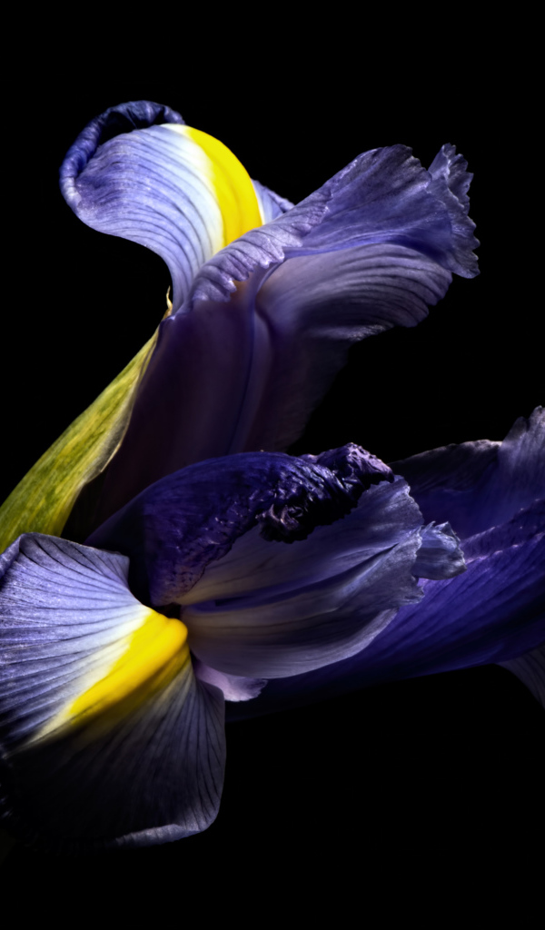 Синий цветок ириса на черном фоне 
