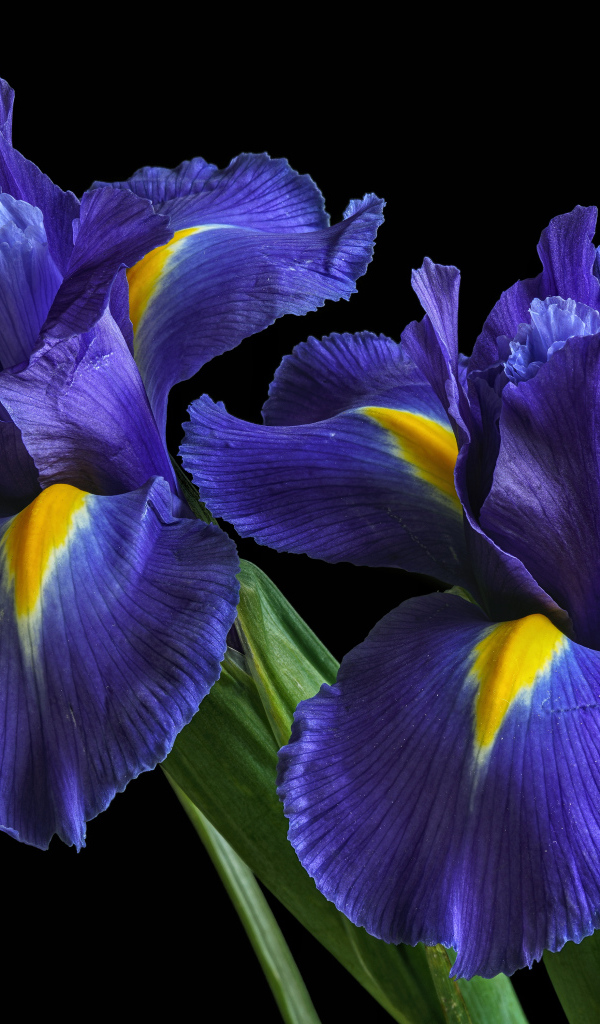 Blue iris flowers on black background