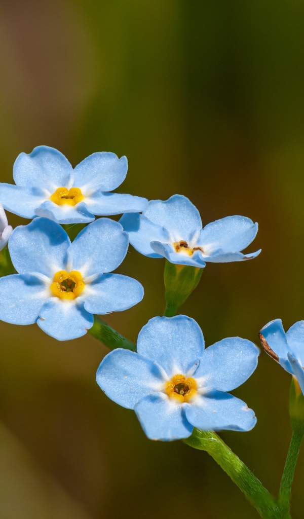 Голубые маленькие цветы незабудки в лучах солнца