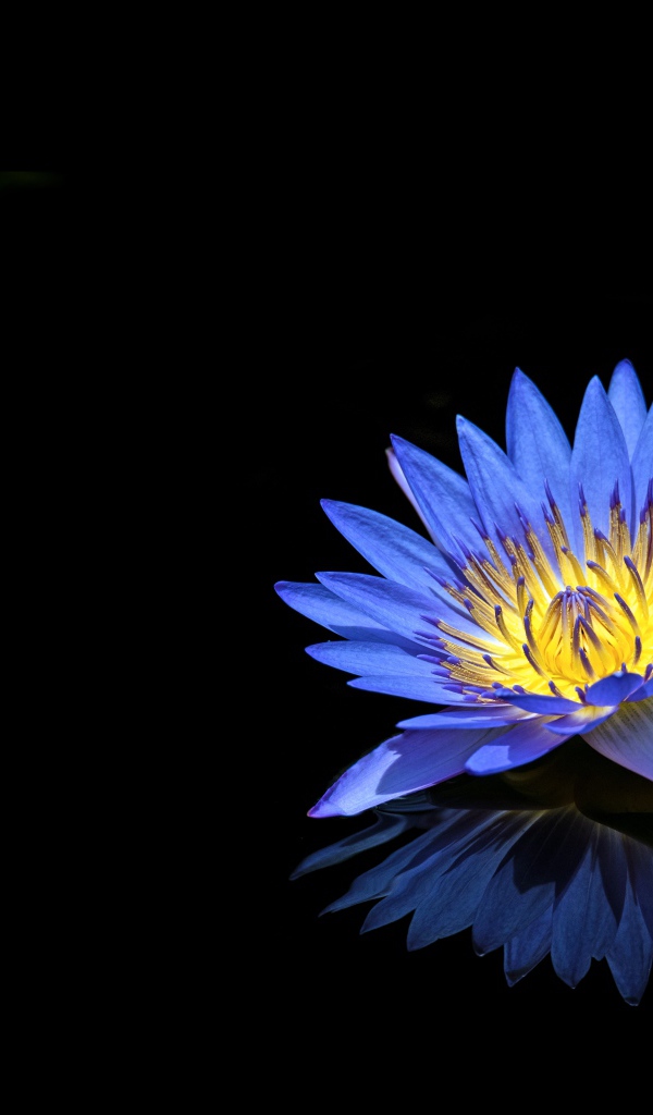 Синий цветок лотоса отражается в черной поверхности 