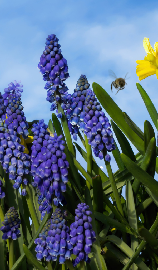Синие цветы мускари на фоне голубого неба