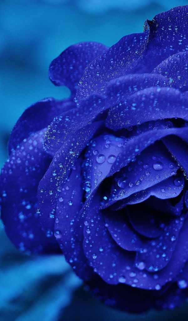 Синяя роза в каплях воды на столе 