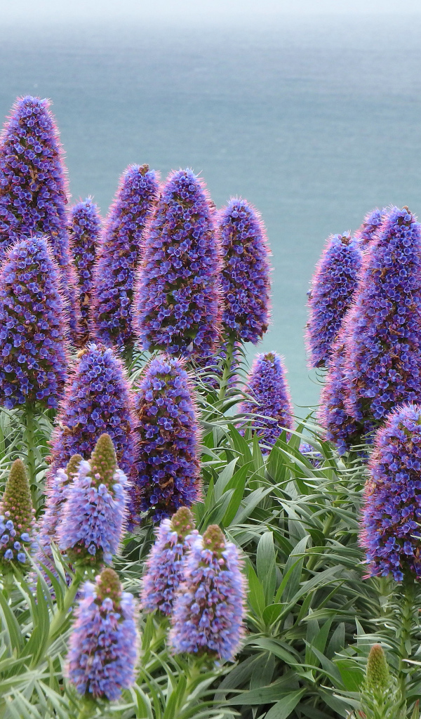 Синие полевые цветы синяк