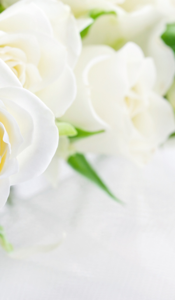 Букет красивых нежных белых роз на белом фоне