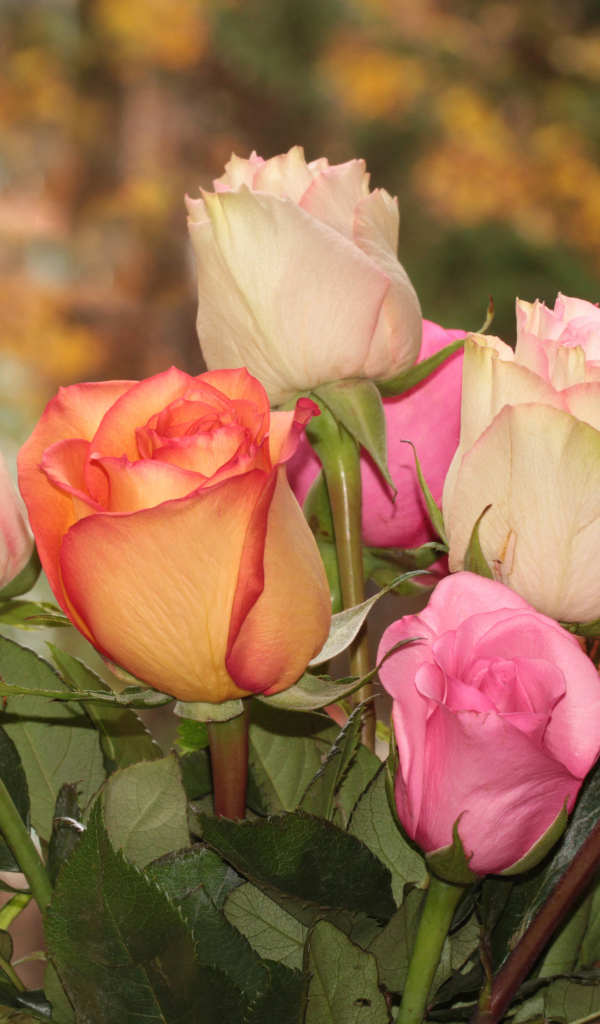 Букет красивых разноцветных роз крупным планом