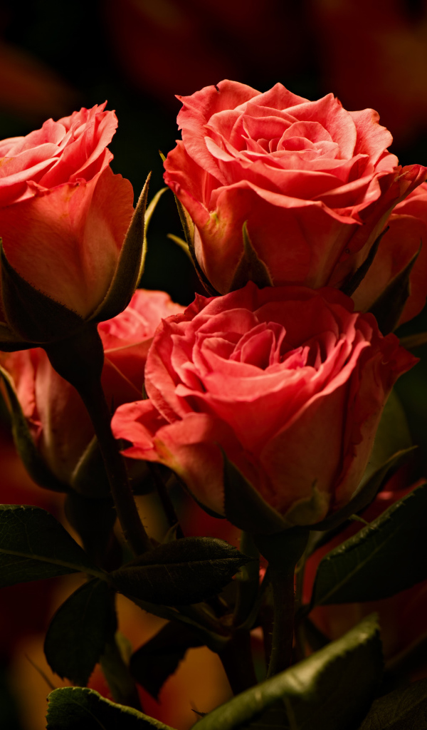 Букет красивых розовых роз  крупным планом