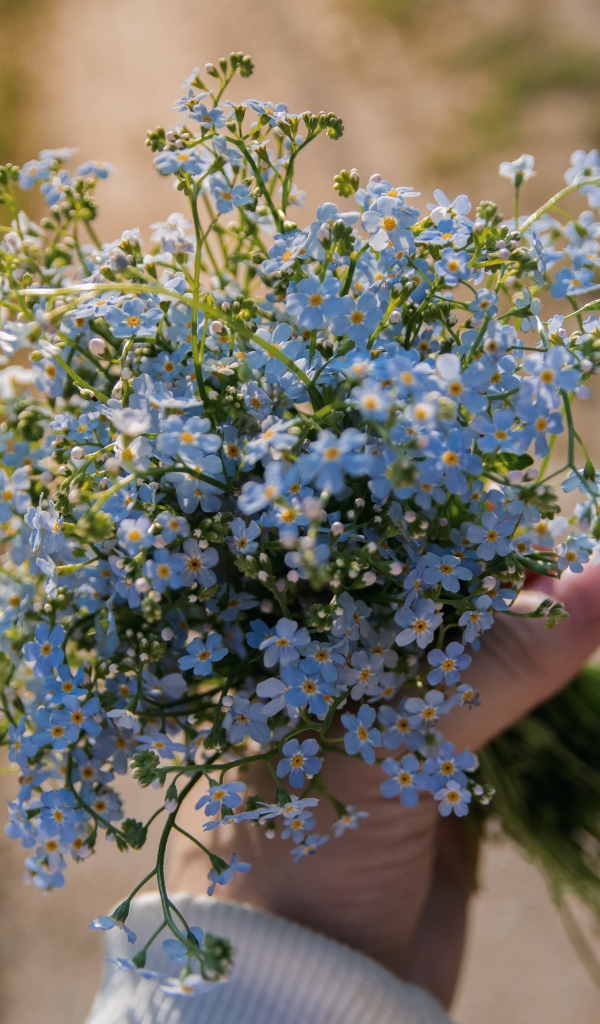Букет голубых цветов незабудки в руке