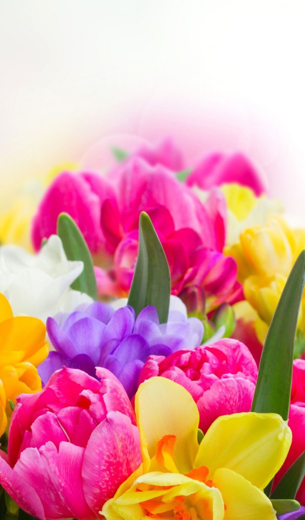 Букет разноцветных цветов  крупным планом