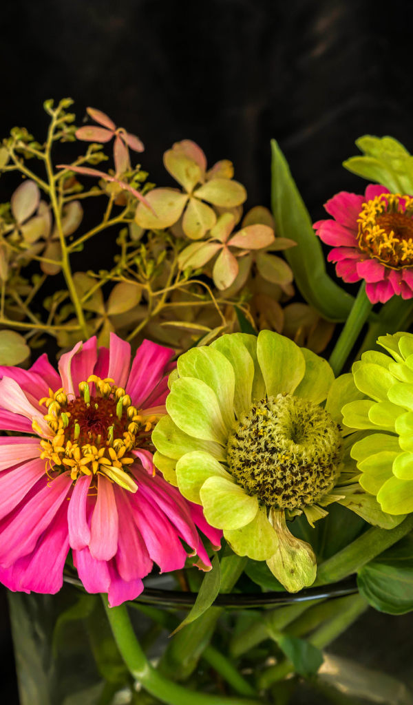 Букет разноцветных цветов цинния в вазе 