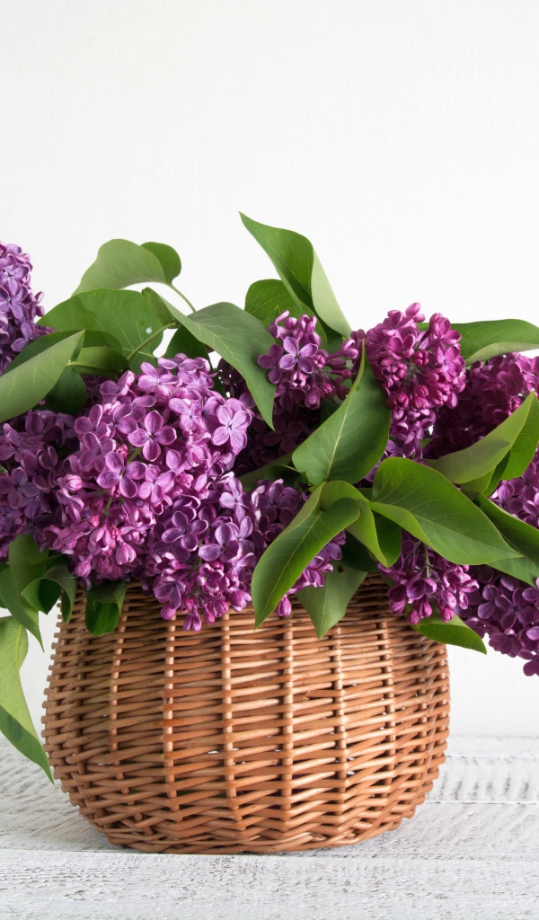 Букет свежей сирени в корзине на фоне белой стены