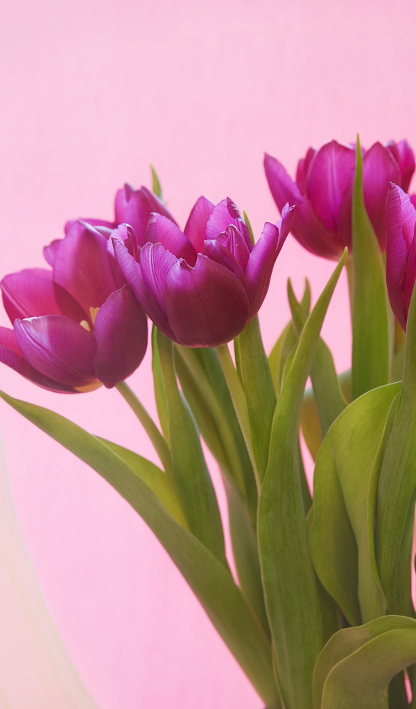 Букет сиреневых тюльпанов на розовом фоне