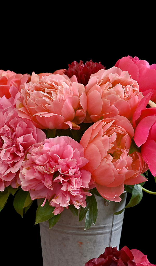 Букет разноцветных пионов в ведре на черном фоне