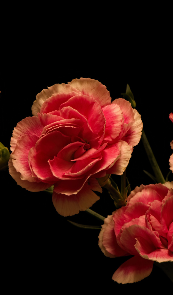 Букет розовых гвоздик на черном фоне