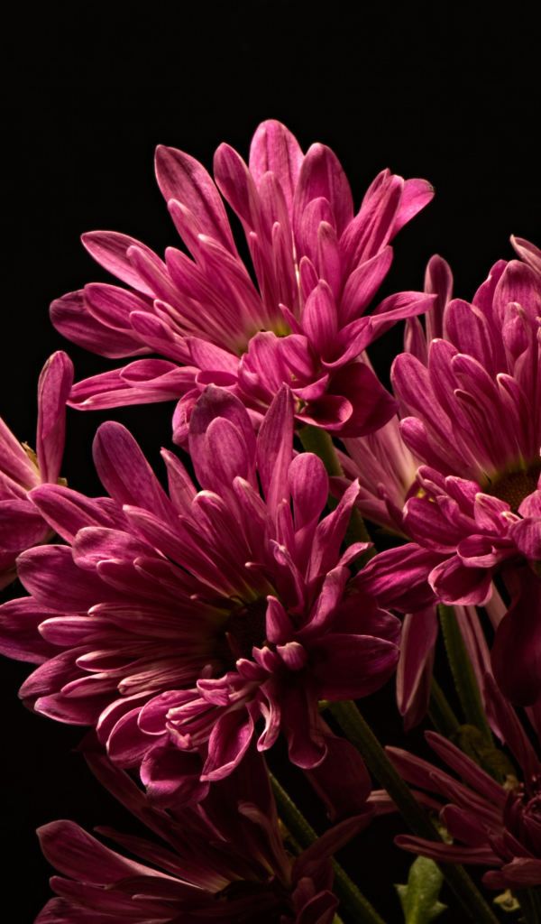 Букет розовых хризантем на черном фоне крупным планом