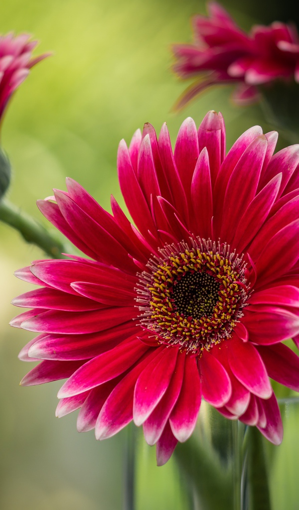 Букет розовых гербер в стеклянной вазе