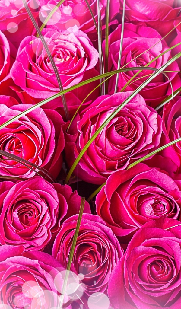 Букет розовых роз  для любимой девушки 