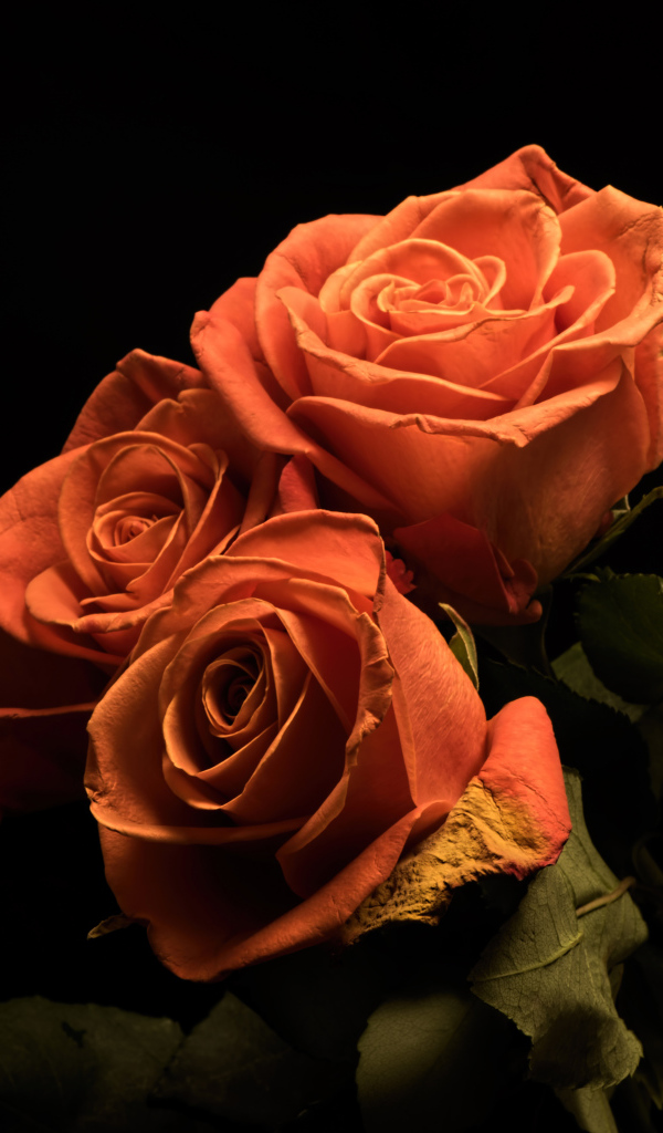 Букет розовых роз с зелеными лепестками на черном фоне