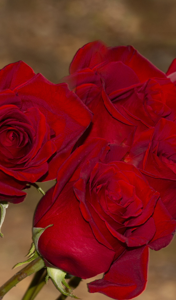 Букет алых роз крупным планом