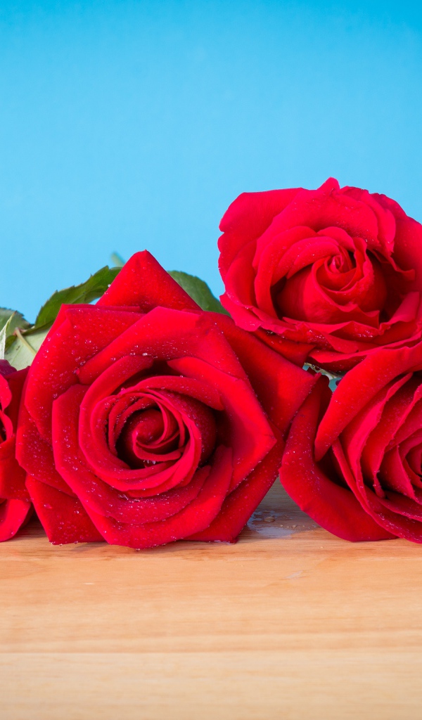 Букет красных роз на голубом фоне 