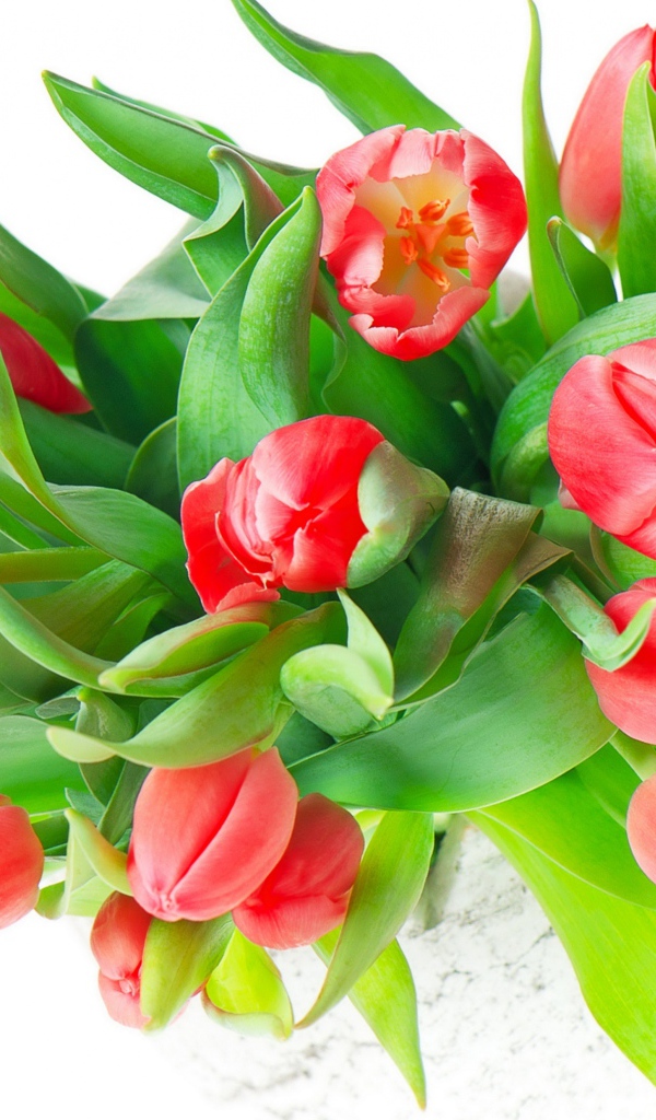 Букет красных тюльпанов с зелеными листьями на белом фоне
