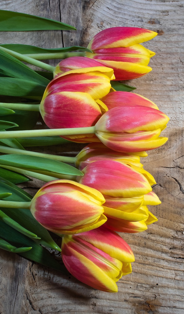Букет красных тюльпанов с желтыми ободками на деревянном столе