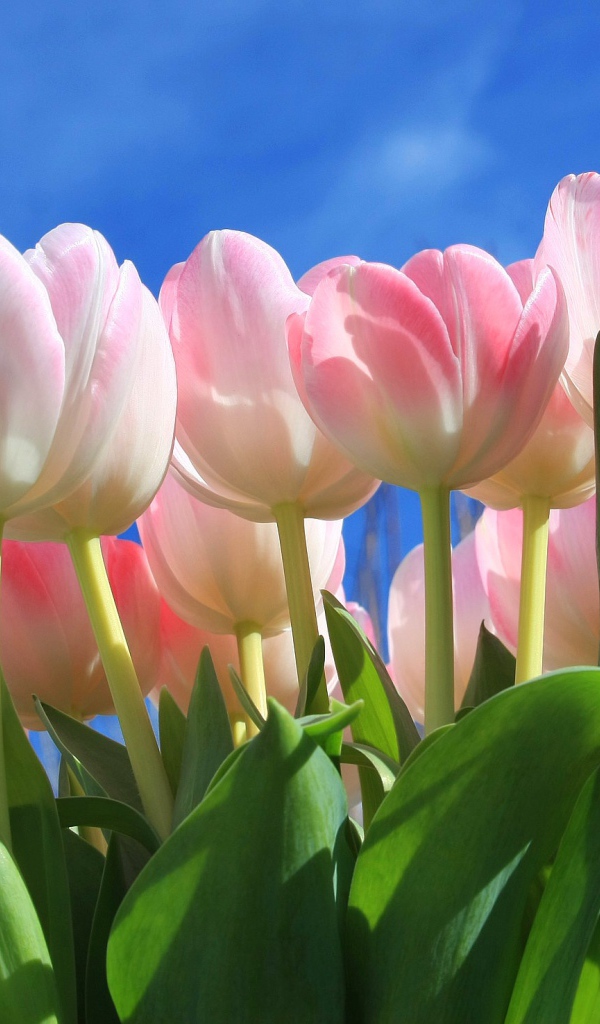 Букет нежных розовых тюльпанов на фоне голубого неба 