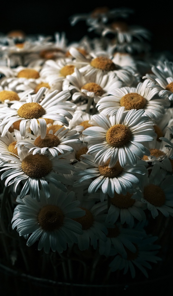 Букет белых полевых ромашек на черном фоне