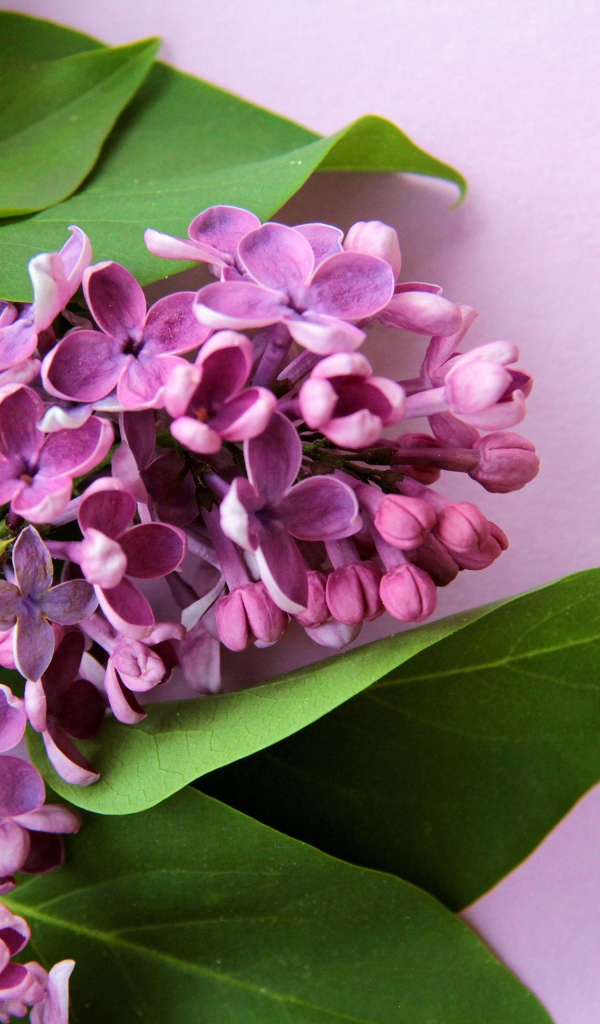 Ветка цветов сирени с зелеными листьями на розовом фоне