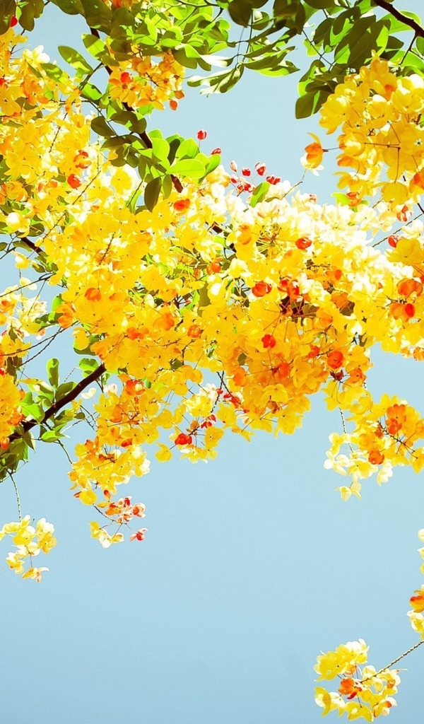 Ветка желтой акации с зелеными листьями на фоне голубого неба