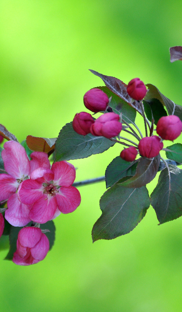 Ветка с розовыми цветами яблони на зеленом фоне
