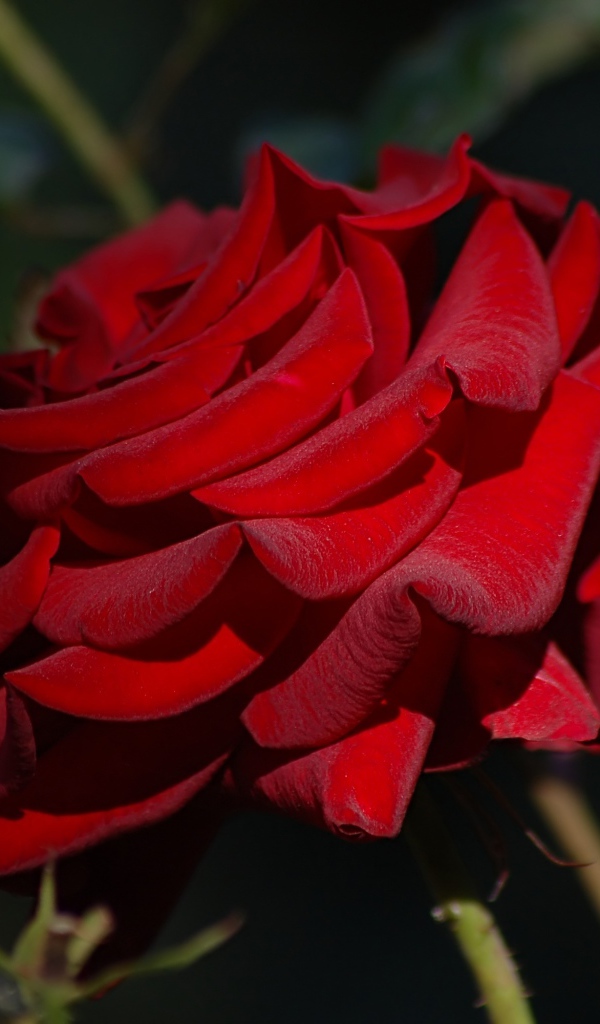 Яркая бордовая роза крупным планом