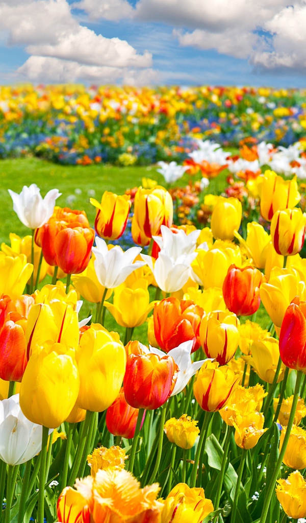 Яркие разноцветные тюльпаны на поле под облачным небом