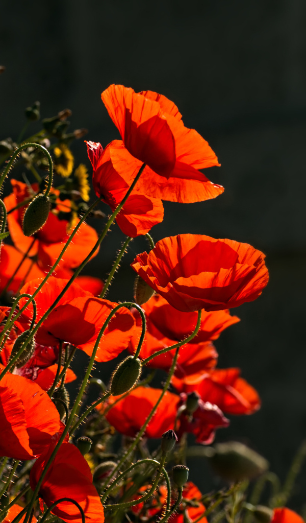 Яркие красные маки с бутонами в лучах солнца